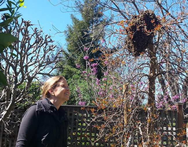 Beekeeper Ann M. Evans admires her first swarm (2013). 