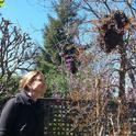 Beekeeper Ann M. Evans admires her first swarm (2013). 