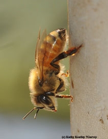 Worker bee (Photo by Kathy Keatley Garvey)