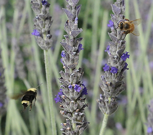 SHARING--A yellow-faced bumble bee, (Bombus vosnesenskii), and a honey bee (Apis mellifera), share a patch of lavender. (Photo by Kathy Keatley Garvey)