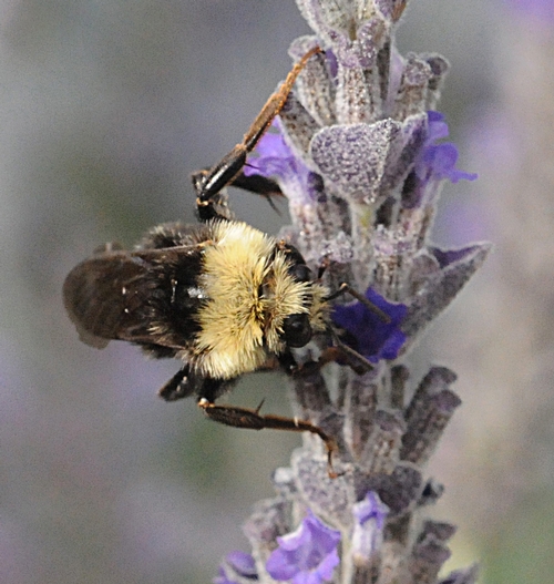 SIP OF NECTAR--A yellow-faced bumble bee (Bombus vosnesenskii) sips sweet nectar from lavender. (Photo by Kathy Keatley Garvey)