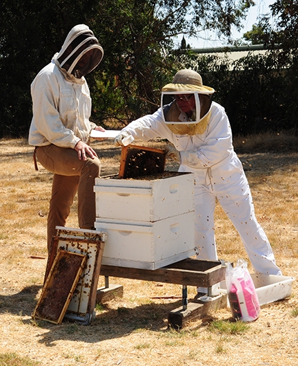 Sonoma County Beekeepers' Association presdient Cheryl Veretto returns a frame to the  hive while examiner Charley Nye takes notes. (Photo by Kathy Keatley Garvey)