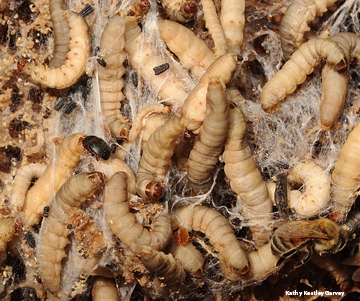 Wax moth larvae taste like cream of wheat with honey on it, says distinguished professor Bruce Hammock. This photo of wax moth larvae also shows bees and hive beetles. (Photo by Kathy Keatley Garvey)