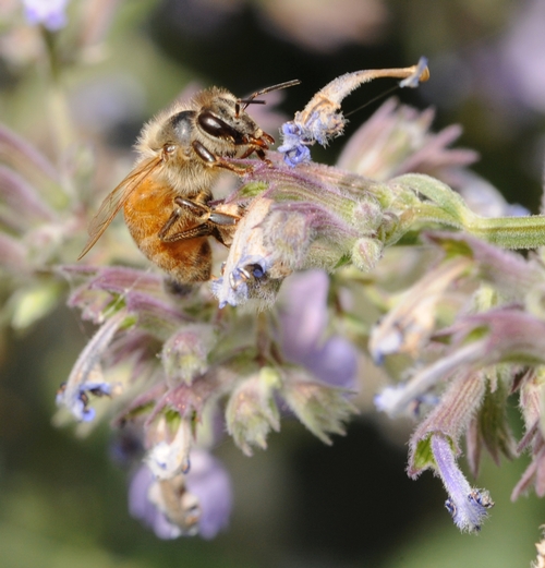 FREED from the spider web, the honey bee is about to nectar a catmint blossom. (Photo by Kathy Keatley Garvey)