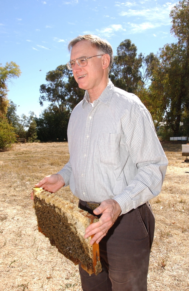 Extension apiculturist emeritus Eric Mussen holding a frame of Carniolans at UC Davis. (Photo by Kathy Keatley Garvey)