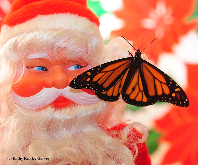 Santa appears to be looking at the newly eclosed male monarch. (Photo by Kathy Keatley Garvey)