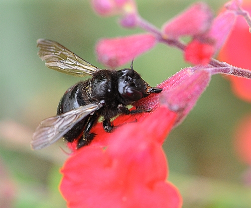CARPENTER BEE pierces the calyx of a salvia to get at the nectar (an activity referred to as 