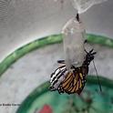 A monarch ecloses on Tuesday, Dec. 27 in Vacaville, Calif. (Photo by Kathy Keatley Garvey)