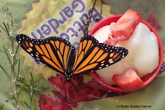 A monarch feeding in its indoor habitat. (Photo by Kathy Keatley Garvey)