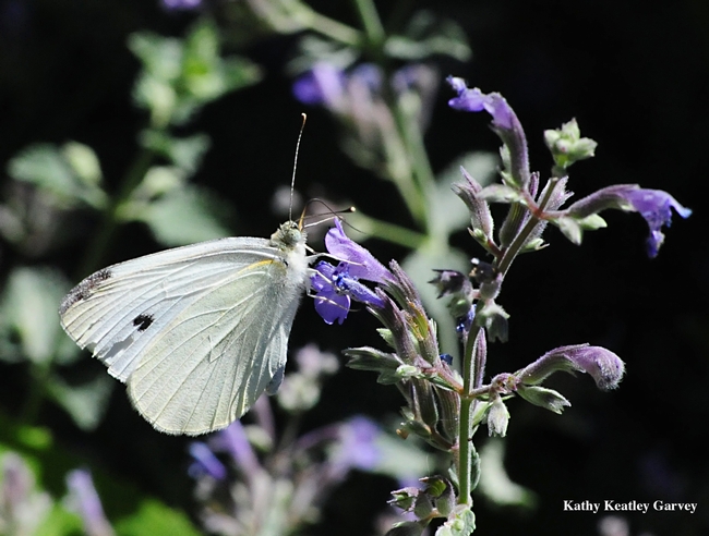 This is a cabbage white butterfly, Pieris rapae. (Photo by Kathy Keatley Garvey)