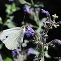 This is a cabbage white butterfly, Pieris rapae. (Photo by Kathy Keatley Garvey)