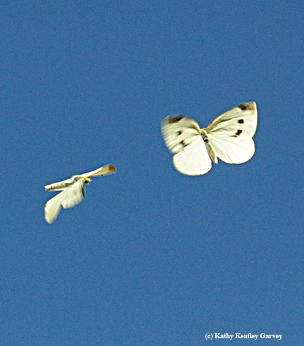 Cabbage white butterflies fluttering in the sky last summer. (Photo by Kathy Keatley Garvey)