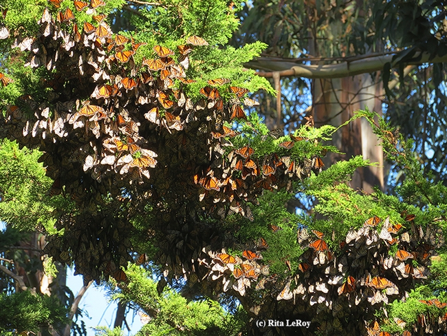 Monarchs overwintering in the Lighthouse Field State Park, Santa Cruz. (Photo by Rita LeRoy)