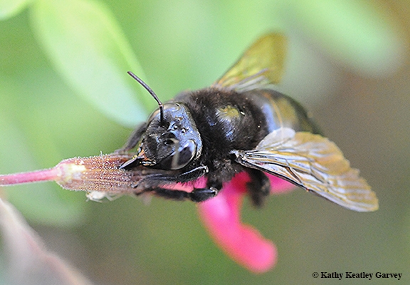 A female mountain carpenter bee, Xylocopa tabaniformis orpifex, pierces the corolla of salvia to rob the nectar. (Photo by Kathy Keatley Garvey)