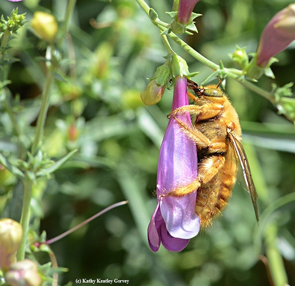 A male Valley carpenter bee, Xyclopa varipuncta, pierces the corolla of a foothill Penstemon. (Photo by Kathy Keatley Garvey)