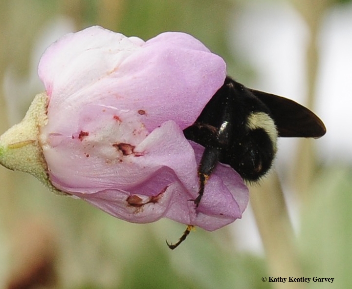 Bumble Bee Mellowing Out On The Mallow Bug Squad Anr Blogs
