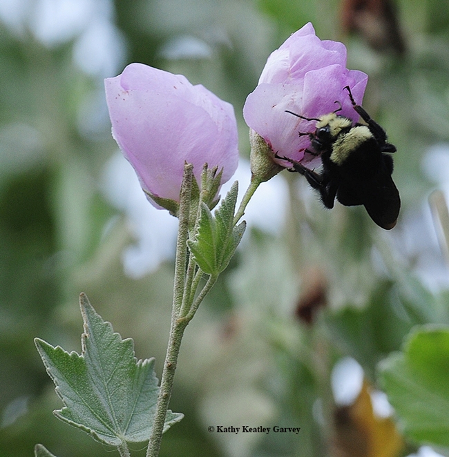 Side view of yellow-faced bumble bee. (Photo by Kathy Keatley Garvey)