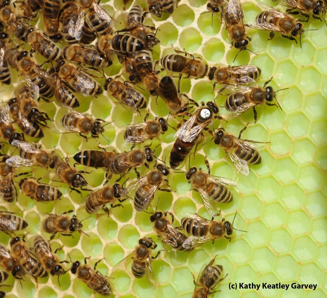 Honey bees will be one of the topics of the UC Davis Department of Entomology and Nematology's winter seminars. (Photo by Kathy Keatley Garvey)