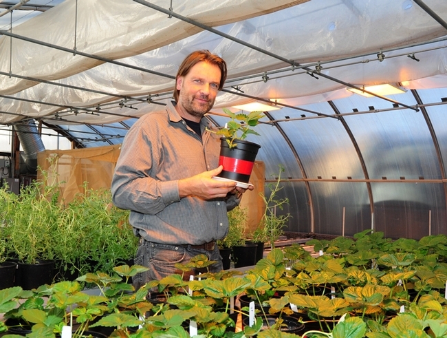 UC Davis agricultural entomologist Christian Nansen in his greenhouse. (Photo by Kathy Keatley Garvey)
