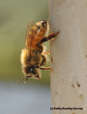 Christian Nansen wrote his master thesis on honey bees. (Photo by Kathy Keatley Garvey)
