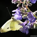 A cabbage white butterfly nectaring on catmint August. (Photo by Kathy Keatley Garvey)