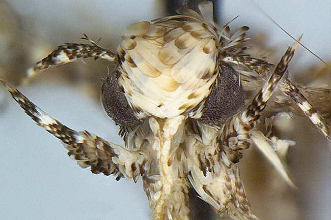 Photo of the head of a male moth, Neopalpa donaldtrumpi, courtesy of Vazrick Nazari, ZooKeys journal.