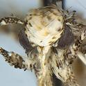 Photo of the head of a male moth, Neopalpa donaldtrumpi, courtesy of Vazrick Nazari, ZooKeys journal.