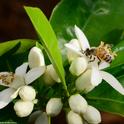 A honey bee pollinating an orange blossom. Orange blossom honey will be among the varietals featured at the 