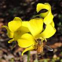 A honey bee foraging on oxalis at noon on Wednesday, Jan. 25 in Vacaville, Calif. Temperature: 53 degrees. (Photo by Kathy Keatley Garvey)