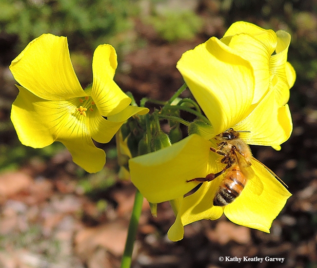 Pollen-packing honey bee on oxalis. (Photo by Kathy Keatley Garvey)