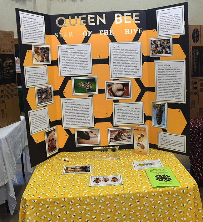 Fifteen-year-old beekeeper Ryan Anenson shared his knowledge about honey bees in this display board he crafted--and then answered questions from his evaluators. (Photo by Kathy Keatley Garvey)