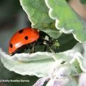 A lady beetle, aka ladybug, devouring an aphid. (Photo by Kathy Keatley Garvey)