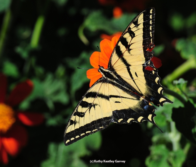 A Western tiger swallowtail, Papilio rutulus,  nectaring on Mexican sunflower (Tithonia). (Photo by Kathy Keatley Garvey)