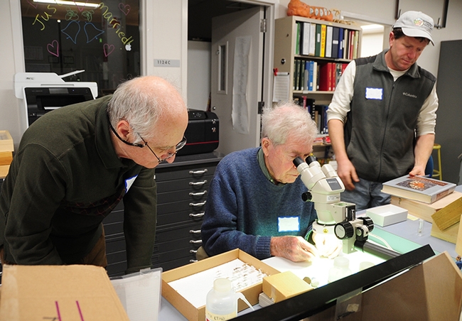 Physician Val Albu (left) of Fresno confers with entomologist Jerry Powell, emeritus director of the Essig Museum of Entomology, UC Berkeley. At far right is Chris Lay, manager of UC Santa Cruz's Natural History Museum. (Photo by Kathy Keatley Garvey)