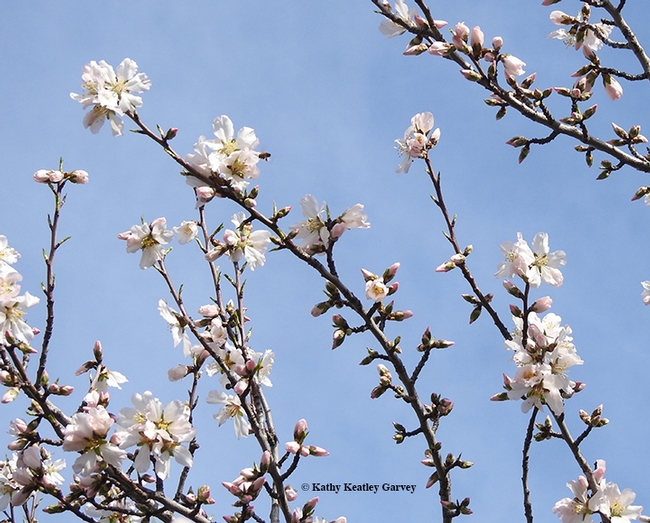 Blue skies, almonds blooming, bees buzzing--and all's right with the world. (Photo by Kathy Keatley Garvey)