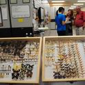 Butterfly specimens will be showcased at the Bohart Museum of Entomology. (Photo by Kathy Keatley Garvey)
