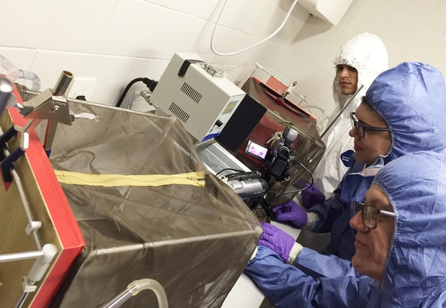 Working on zika-virus research are UC Davis chemical ecologist Walter Leal (foreground) and colleagues and co-authors Rosangela Barbosa (center) and graduate student Gabriel Faierstein of FIOCRUZ-PE, Recife, Brazil.