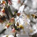 During a sun break on Feb. 12, 2017, a  pollen-laden honey bee heads for more almond blossoms in Benicia. (Photo by Kathy Keatley Garvey)