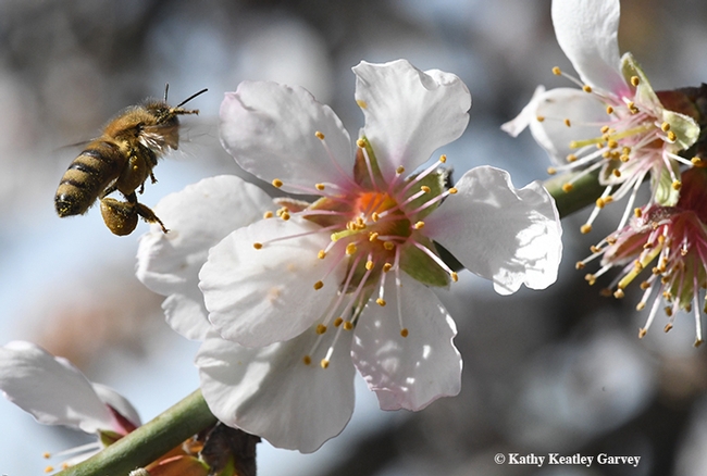 Adjusting her load of pollen, a honey bee buzzes toward another almond blossom on Feb. 12 in Benicia. (Photo by Kathy Keatley Garvey)
