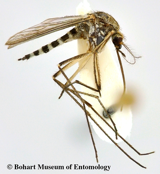 This is Aedes washinoi, named for medical entomologist Robert Washino. (Photo courtesy of the Bohart Museum of Entomology)