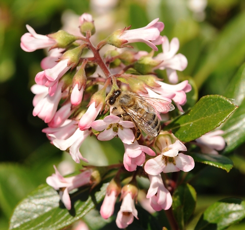 HONEY BEE foraging on  Escallonia blossoms. The fast-growing evergreen shrub is native to South America. (Photo by Kathy Keatley Garvey)