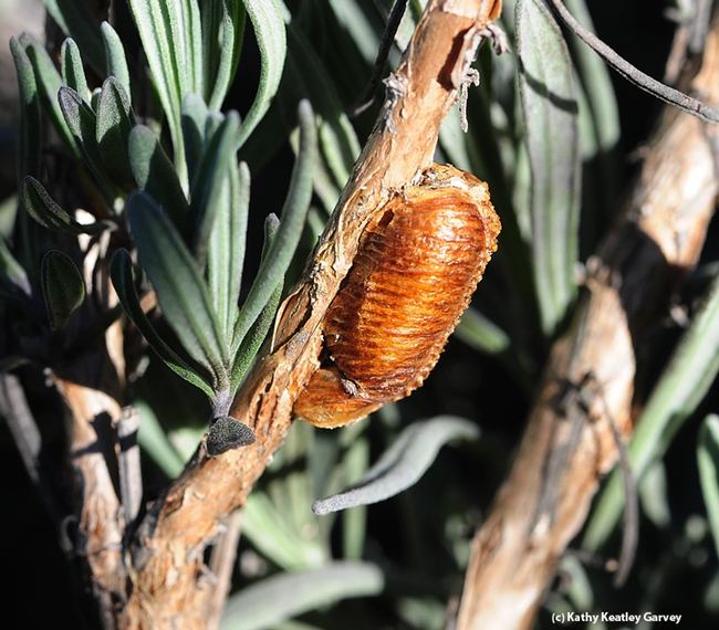 The egg case or ootheca of a praying mantis, is attached to the stem of a lavender plant. Note the small hole on the left, near the top--the exit hole of a parasitoid, according to Lynn Kimsey, director of the Bohart Museum of Entomology at UC Davis. (Photo by Kathy Keatley Garvey)