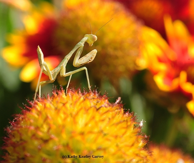 A young praying mantis searching for prey on a blanket flower, Gallardia. (Photo by Kathy Keatley Garvey)