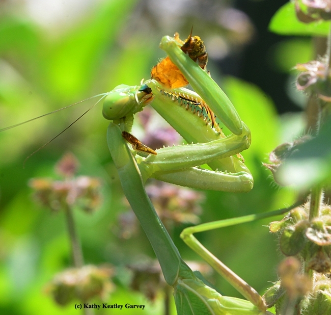 A praying mantis dining on a  honey bee. (Photo by Kathy Keatley Garvey)