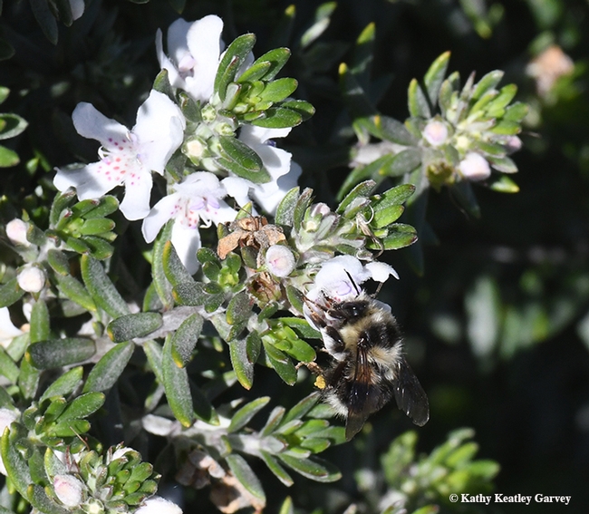 Check out the pollen on this black-tailed bumble bee, Bombus Bombus melanopygus, foraging on Westringia in Vallejo. (Photo by Kathy Keatley Garvey)