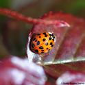 Dorsal view of a multicolored Asian lady beetle on a rose bush. (Photo by Kathy Keatley Garvey)