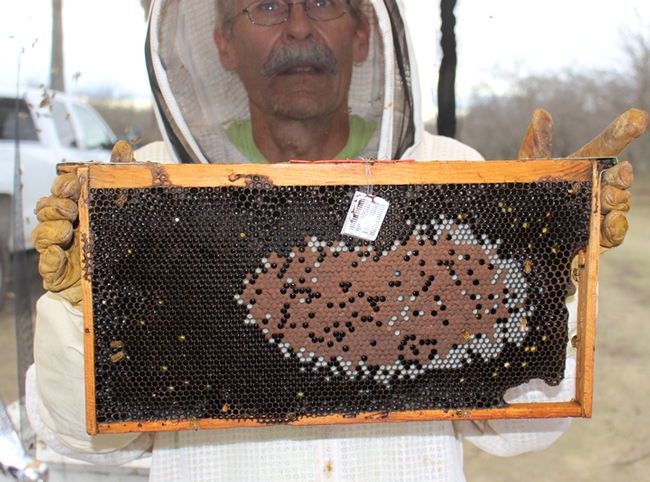 Research entomologist William Meikle of the Carl Hayden Bee Research Center, USDA-ARS, holding a frame which has a  temperature sensor.