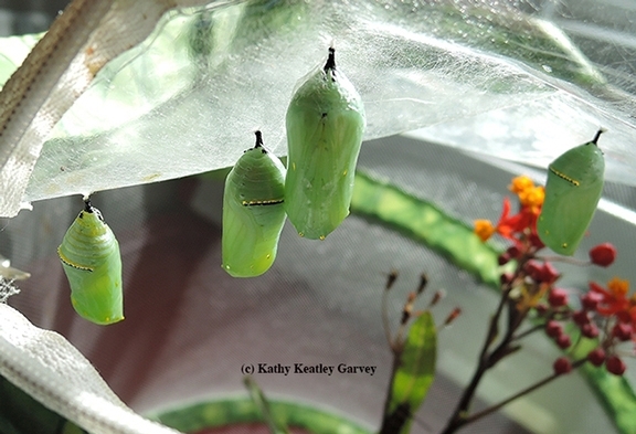 The caterpillars have formed chrysalids. (Photo by Kathy Keatley Garvey)