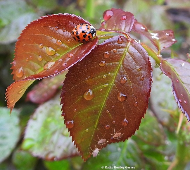 A multicolored Asian lady beetle on a rain-soaked rose leaf on the first day of spring, March 20, in Vacaville, Calif. Note the aphids below the beetle. (Photo by Kathy Keatley Garvey)