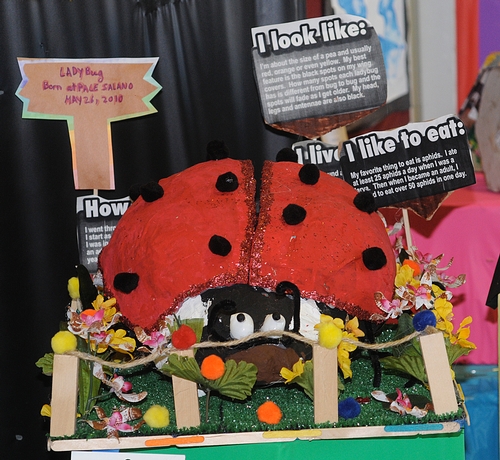 LADYBUG DISPLAY at the June 23-June 27 Solano County Fair offers a myriad of information about ladybugs, beneficial insects in our gardens. This display is by a Solano County special education group. (Photo by Kathy Keatley Garvey)